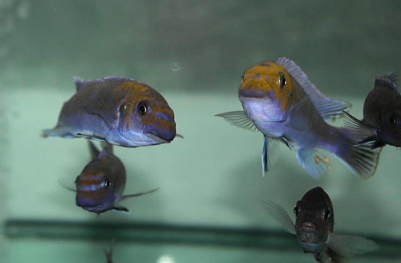 Labeotropheus trewavasae 'Lion's Cove'